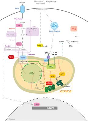 Tissue Nutrient Environments and Their Effect on Regulatory T Cell Biology